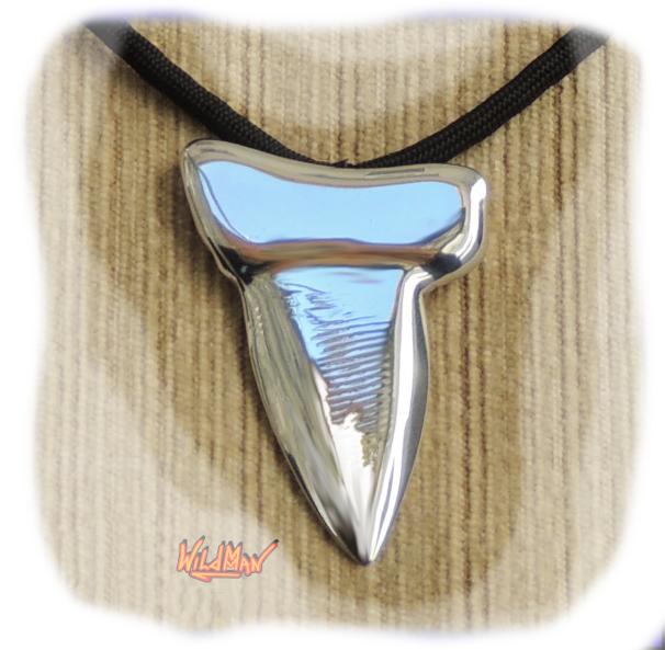 This is an image of Shark's Tooth 0018.